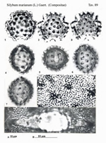 Sylibum-marianum-(L.)Gaert.-cardo-di-S.Maria-Milk-Tistle-Polline-Pollen-Pollenflora-Flora-Palinologica-Italiana-Scheda-S89-De-Leonardis-et-Al-1984-150px