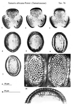 Tamarix-africana-Poiret-tamerici-maggiore-African-Tamarisk-Polline-Pollen-Pollenflora-Flora-Palinologica-Italiana-Scheda-S76-De-Leonardis-et-Al-1984-150px