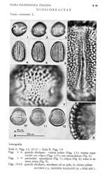 Tamus-communis-tamaro-Black-Bryony-Polline-Pollen-Pollenflora-Flora-Palinologica-Italiana-Scheda-S79-Accorsi-et-Al-1983-150px