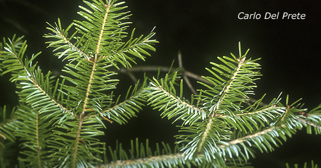 Abies-alba-abete-bianco-Silver-Fir-Pollenflora-Foto-Piante-Foto-Carlo-Del-Prete-Foto1-600px