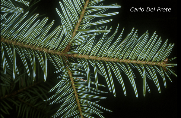 Abies-alba-abete-bianco-Silver-Fir-Pollenflora-Foto-Piante-Foto-Carlo-Del-Prete-Foto2-600px