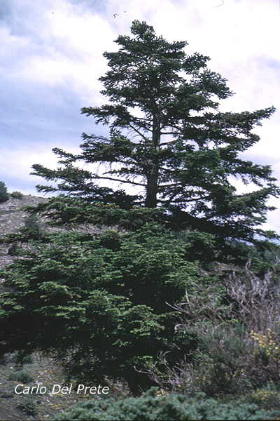 Abies-nebrodensis-abete-dei-Nebrodi-Pollenflora-Foto-Piante-Foto-Carlo-Del-Prete-Foto1-600px