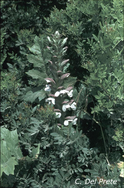 Acanthus-mollis-acanto-comune-Bear's-Breech-Pollenflora-Foto-Piante-Foto-Carlo-Del-Prete-Foto1-600px
