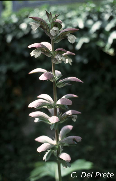 Acanthus-mollis-acanto-comune-Bear's-Breech-Pollenflora-Foto-Piante-Foto-Carlo-Del-Prete-Foto2-600px