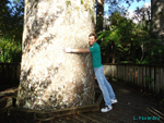 Agathis-australis-kauri-della-Nuova-Zelanda-New-Zealand-kauri-Pollenflora-Foto-Piante-Foto-Luca-Fiorentini-150px