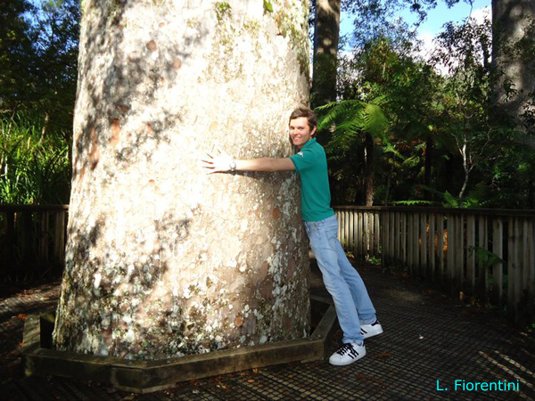 Agathis-australis-kauri-della-Nuova-Zelanda-New-Zealand-kauri-Pollenflora-Foto-Piante-Foto-Luca-Fiorentini-600px