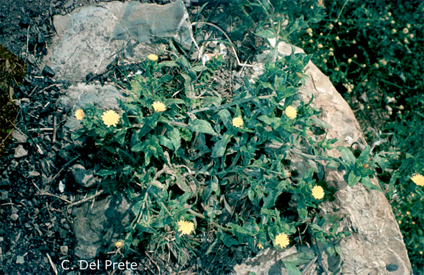 Calendula-officinalis-fiorrancio-coltivato-Pot-Marigold-Pollenflora-Foto-Piante-Foto-Carlo-Del-Prete-600px