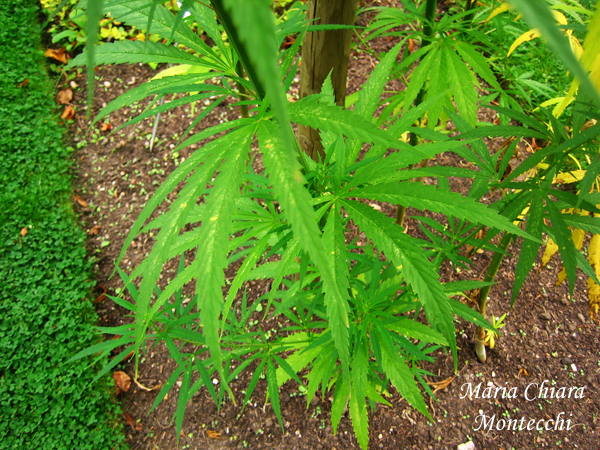 Cannabis-sativa-canapa-comune-Hemp-Pollenflora-Foto-Piante-Foto-Maria-Chiara-Montecchi-600px