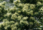 Castanea-sativa-castagno-comune-Sweet-Chestnut-Pollenflora-Foto-Piante-Foto-Carlo-Del-Prete-Foto1-150px