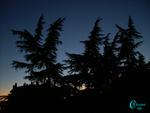 Cedrus-deodara-cedro-dell'Himalaya-Himalayan-cedar-Pollenflora-Foto-Piante-Foto-Carla-Alberta-Accorsi-150px