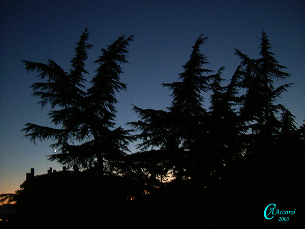 Cedrus-deodara-cedro-dell'Himalaya-Himalayan-cedar-Pollenflora-Foto-Piante-Foto-Carla-Alberta-Accorsi-600px