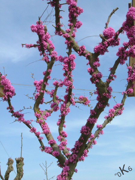 Cercis-siliquastrum-albero-di-Giuda-Judas-tree-or-European Redbud-Pollenflora-Foto-Piante--Foto-Gian-Paolo-Della-Casa-Foto1-600px