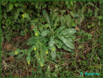 Cerinthe-minor-erba-vajola-minore-Lesser-Honeywort-Pollenflora-Foto-Piante-Foto-Fabrizio-Buldrini-150px