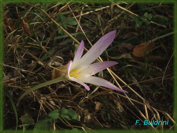 Colchicum-lusitanicum-colchico-portoghese-Meadow Saffron-Pollenflora-Foto-Piante-Foto-Fabrizio-Buldrini-600px