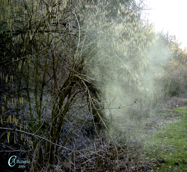 Corylus-avellana-nocciolo-comune-Hazel-Nuvola-polline-Pollenflora-Foto-Piante-Foto-Carla-Alberta-Accorsi-600px