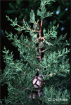 Cupressus-sempervirens-cipresso-comune-Italian-Cypress-Pollenflora-Foto-Piante-Foto-Carlo-Del-Prete-150px