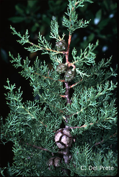 Cupressus sempervirens L.-cipresso comune-Italian Cypress, Pollenflora, Foto Piante, Foto di Carlo Del Prete-600px