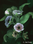 Cynoglossum-creticum-lingua-di-cane-a-fiori-variegati-Blue-Hound's-Tongue-Pollenflora-Foto-Piante-Foto-Carlo-Del-Prete-150px
