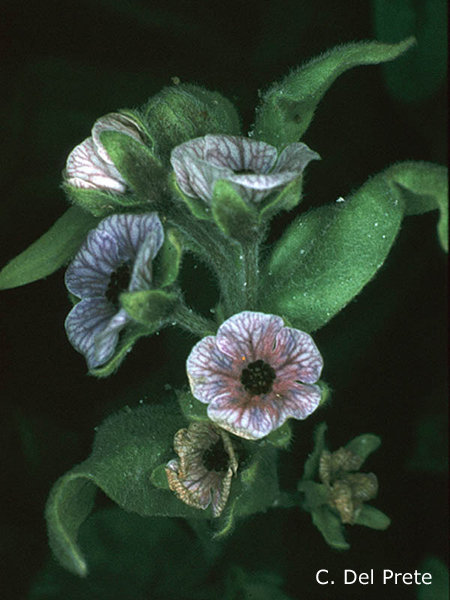 Cynoglossum-creticum-lingua-di-cane-a-fiori-variegati-Blue-Hound's-Tongue-Pollenflora-Foto-Piante-Foto-Carlo-Del-Prete-600px