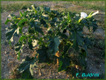 Datura-stramonium-stramonio-comune-Thorn-apple-Pollenflora-Foto-Piante-Foto-Fabrizio-Buldrini-Foto1-150px