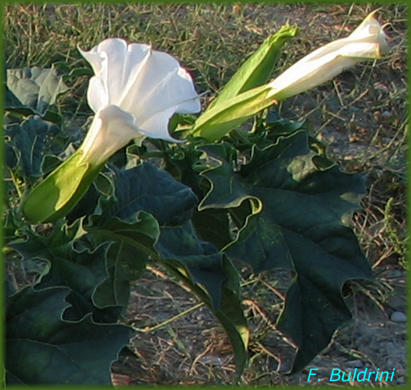 Datura-stramonium-stramonio-comune-Thorn-apple-Pollenflora-Foto-Piante-Foto-Fabrizio-Buldrini-Foto2-150px