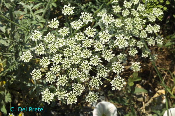 Daucus-carota-carota-selvatica-Wild-Carrot-Pollenflora-Foto-Piante-Foto-Carlo-Del-Prete-600px