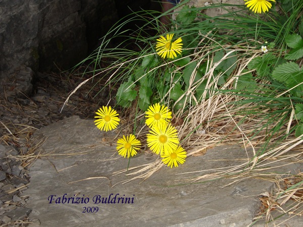 Doronicum-columnae-doronico-di-Colonna-Eastern-Leopard'-bane-Pollenflora-Foto-Piante-Foto-Fabrizio-Buldrini-Foto1-600px