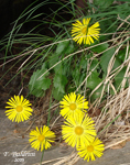 Doronicum-columnae-doronico-di-Colonna-Eastern-Leopard'-bane-Pollenflora-Foto-Piante-Foto-Fabrizio-Buldrini-Foto2-150px