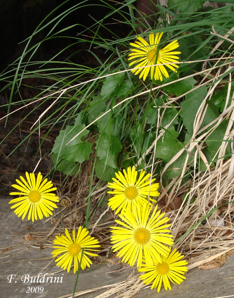 Doronicum-columnae-doronico-di-Colonna-Eastern-Leopard'-bane-Pollenflora-Foto-Piante-Foto-Fabrizio-Buldrini-Foto2-600px