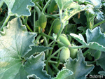 Ecballium-elaterium-cocomero-asinino-Squirting-Cucumber-Pollenflora-Foto-Piante-Foto-Fabrizio Buldrini-Foto1-150px