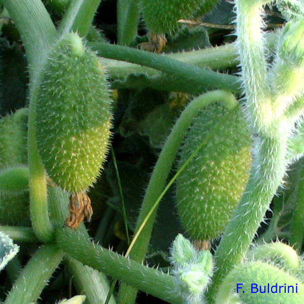 Doronicum-columnae-doronico-di-Colonna-Eastern-Leopard'-bane-Pollenflora-Foto-Piante-Foto-Fabrizio-Buldrini-Foto2-150px