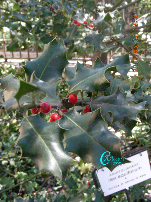 Ilex-aquifolium-agrifoglio-Holly-Pollenflora-Foto-Piante-Foto-Carla-Alberta-Accorsi-600px