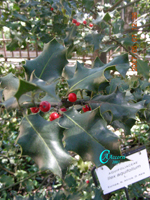 Ilex-aquifolium-agrifoglio-Holly-Pollenflora-Foto-Piante-Foto-Carla-Alberta-Accorsi-150px