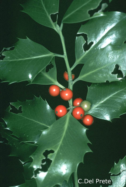 Ilex-aquifolium-agrifoglio-Holly-Pollenflora-Foto-Piante-Foto-Carlo-Del-Prete-Foto1-600px