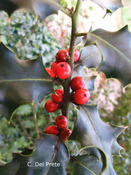 Ilex-aquifolium-agrifoglio-Holly-Pollenflora-Foto-Piante-Foto-Carlo-Del-Prete-Foto2-600px