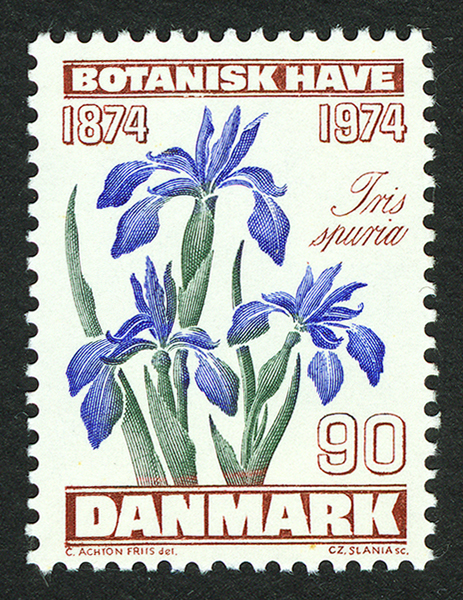 Iris-spuria-iris-spuria-Francobolli-con-Piante-Pollenflora-Foto-Piante-Collezione-Giovanna-Randazzo-Scansione-Giovanna-Randazzo-600px