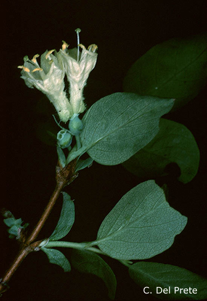Lonicera-caprifolium-caprifoglio-peloso-Fly-Honeysuckle-Pollenflora-Foto-Piante-Foto-Carlo-Del-Prete-600px