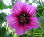 Malva-sylvestris-malva-selvatica-Common-Mallow-Pollenflora-Foto-Piante-Foto-Maria-Chiara-Montecchi-Foto1-150px