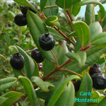 Myrtus-communis-mirto-Common-Myrtle-Pollenflora-Foto-Piante-Foto-Carlo-Montanari-Foto3-150px