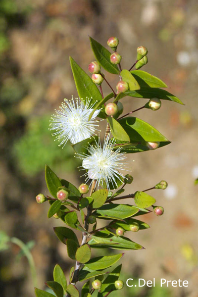 Myrtus-communis-mirto-Common-Myrtle-Pollenflora-Foto-Piante-Foto-Carlo-Del-Prete-Foto1-600px