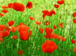 Papaver-rhoeas-papavero-comune-Common-Poppy-Pollenflora-Foto-Piante-Foto-Carla-Alberta-Accorsi.150px