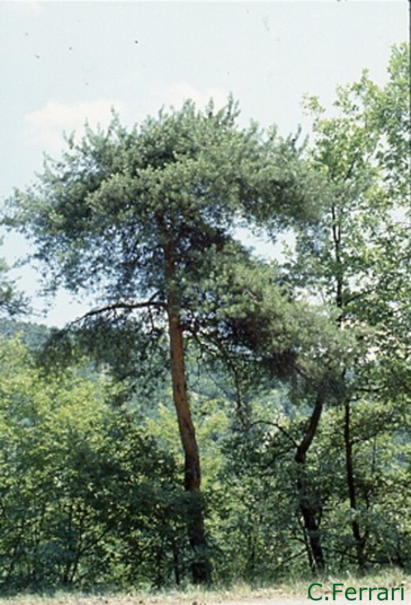 Pinus-sylvestris-pino-silvestre-Scots-Pine-Pollenflora-Foto-Piante-Foto-Carlo-Ferrari-Foto2-600px