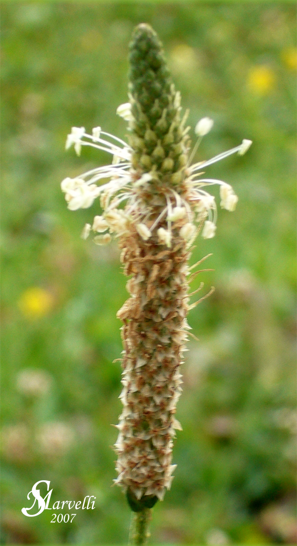Plantago-lanceolata-plantago-lanciuola-Ribwort-Plantain-Pollenflora-Foto-Piante-Foto-Silvia-Marvelli-Foto2-600px
