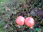 Punica-granatum-var.-nana-pomo-granato-Pomegranate-Pollenflora-Foto-Piante-Foto-Carla-Alberta-Accorsi-Foto6-Frutti-150px