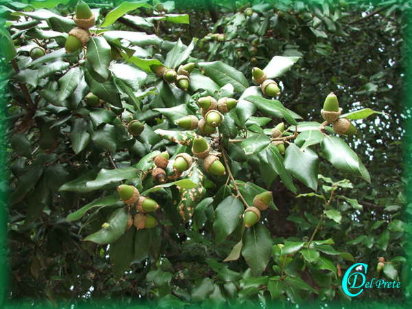 Quercus-ilex-leccio-Evergreen Oak-Pollenflora-Foto-Piante-Foto-Carlo-Del-Prete-Foto2-600px