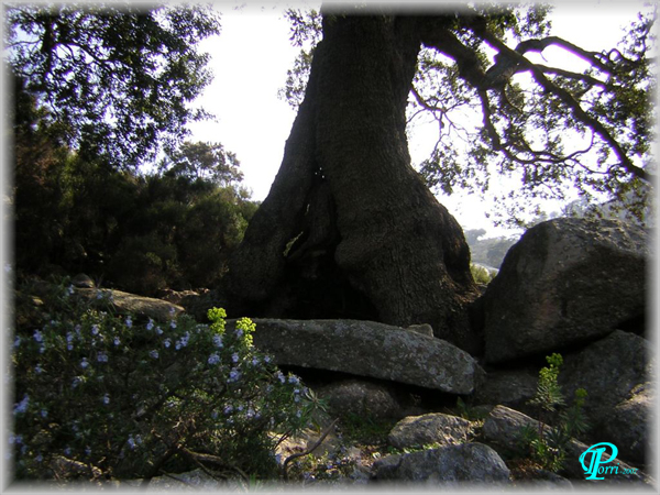 Quercus-ilex-leccio-Evergreen Oak-Pollenflora-Foto-Piante-FotoPaola-Torri-Foto2-600px