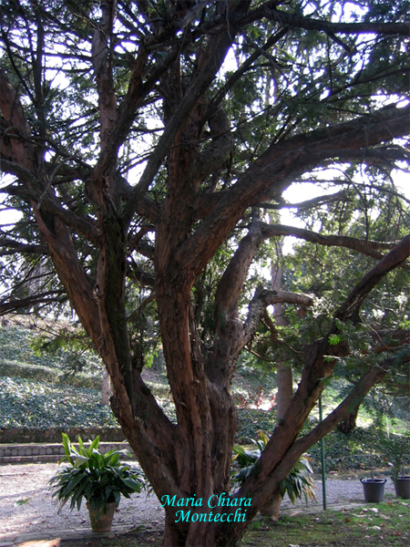 Taxus-baccata-tasso-Yew-Nuvola-polline-Pollenflora-Foto-Piante-Foto-Maria-Chiara-Montecchi-Foto2-600px