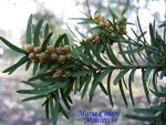 Taxus-baccata-tasso-Yew-Pollenflora-Foto-Piante-Foto-Maria-Chiara-Montecchi-Foto3-150px