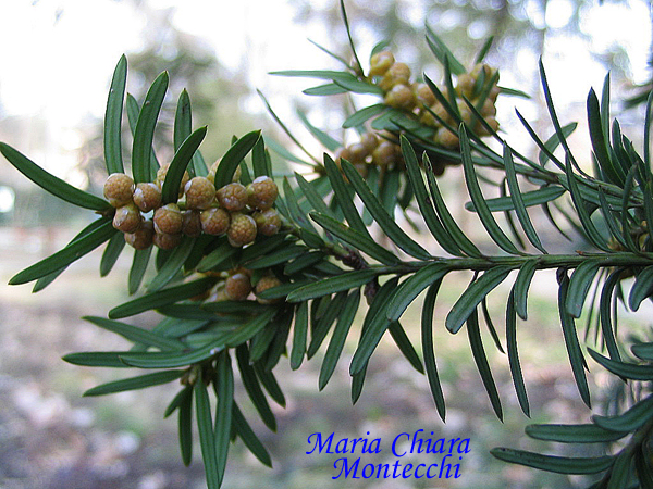 Taxus-baccata-tasso-Yew-Nuvola-polline-Pollenflora-Foto-Piante-Foto-Maria-Chiara-Montecchi-Foto3-600px