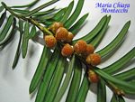 Taxus-baccata-tasso-Yew-Pollenflora-Foto-Piante-Foto-Maria-Chiara-Montecchi-Foto4-150px